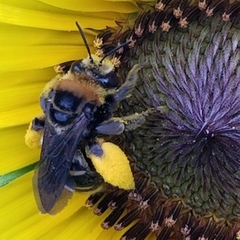 Svastra obliqua obliqua