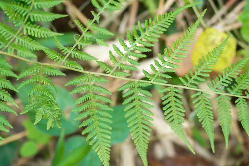 Image of Macrothelypteris viridifrons by (c) WATANABE Hitoshi 渡辺仁, some rights reserved (CC BY)