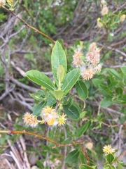 Salix athabascensis