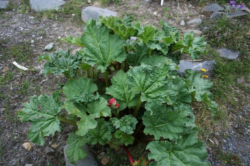 Himalayan rhubarb
