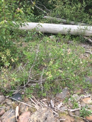 Salix athabascensis