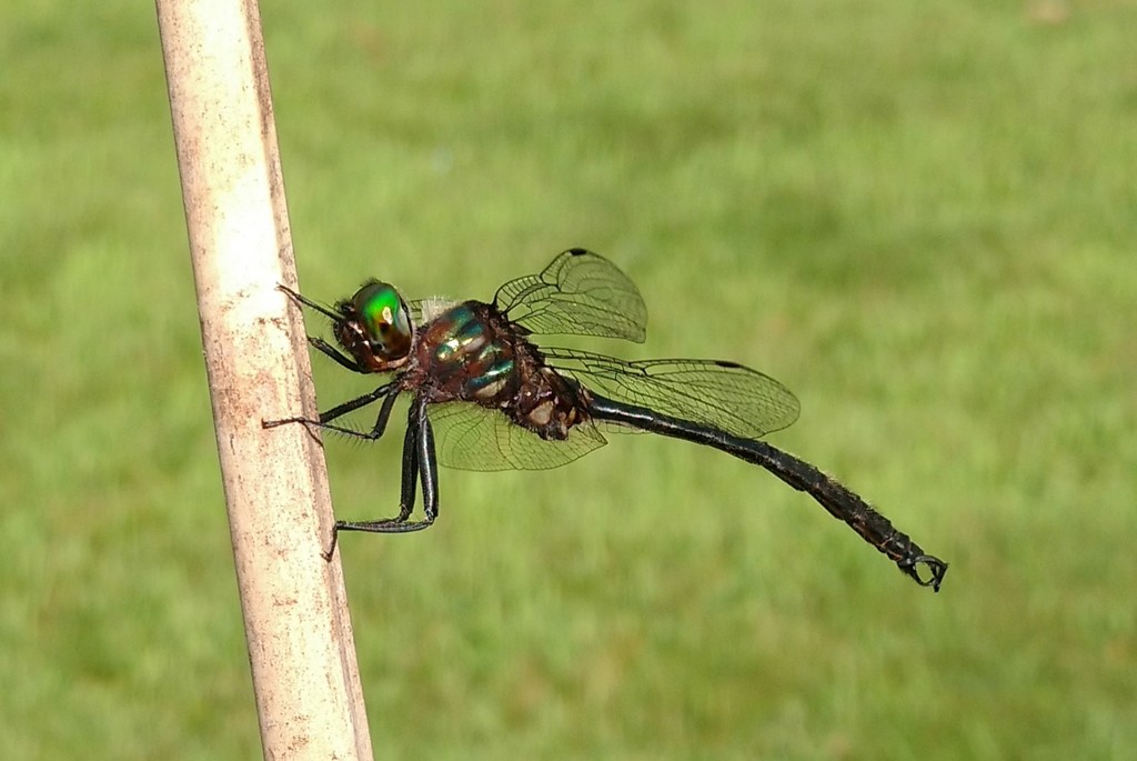 Clamptipped Emerald (Odonata of the Anacostia River Watershed