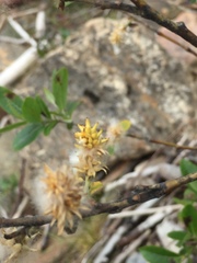 Salix athabascensis