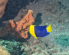 Centropyge bicolor