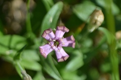 Silene vallesia