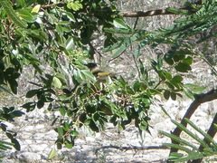 Vireo atricapilla