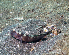 Cryptocentrus fasciatus