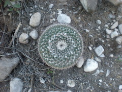 Mammillaria chionocephala