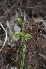 Pterostylis viriosa