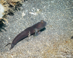 Cryptocentrus fasciatus