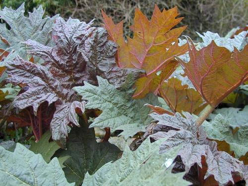 Chinese rhubarb (Rheum tanguticum)