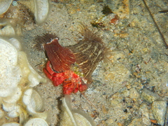 Calliactis parasitica