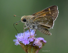 Hesperia attalus slossonae