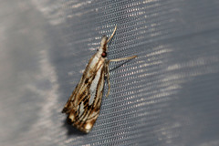 Catoptria