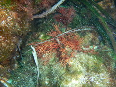 Sphaerococcus coronopifolius