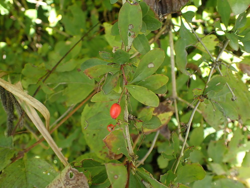 Berberis tschonoskyana iNat (2)