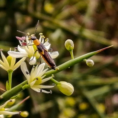 Belotus