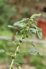 Amaranthus tricolor, photograph author not stated, no rights reserved