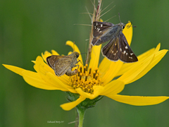 Hesperia attalus slossonae
