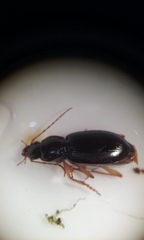 Synuchus impunctatus