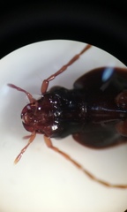 Synuchus impunctatus