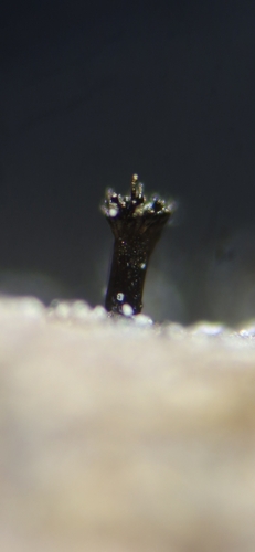 Endophragmia observed 2024-11-09
