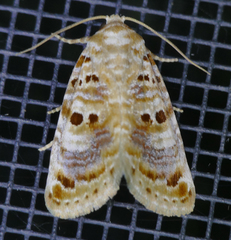 Diastema tigris