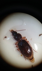 Synuchus impunctatus