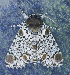 Harrisimemna trisignata