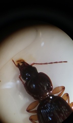 Synuchus impunctatus
