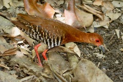 Rallina fasciata