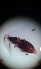 Synuchus impunctatus