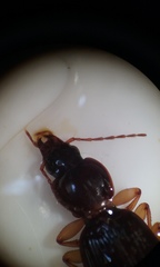 Synuchus impunctatus