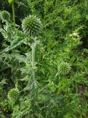 Echinops sphaerocephalus