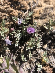 Astragalus kentrophyta tegetarius