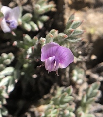 Astragalus kentrophyta tegetarius