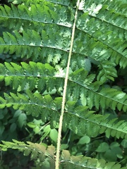Dryopteris remota