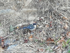 Parus major