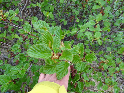 mountain alder