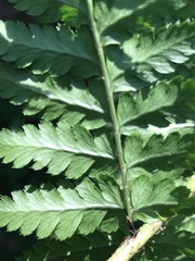Dryopteris remota