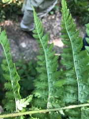 Dryopteris remota