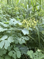 Thalictrum aquilegiifolium