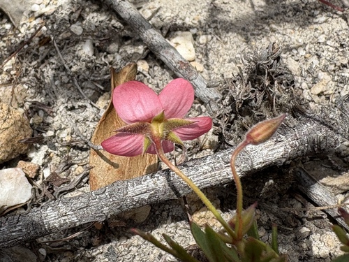 Image of Ring Storksbill (Pelargonium incarnatum) by (c) Charleen Brunke, some rights reserved (CC BY)