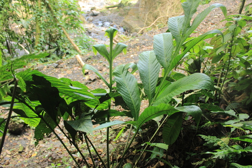Draconopteris