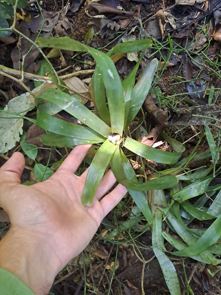 Neoregelia hoehneana