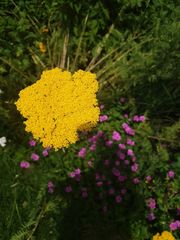 Achillea filipendulina