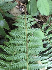 Polystichum × bicknellii