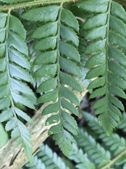 Polystichum × bicknellii