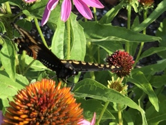 Papilio polyxenes