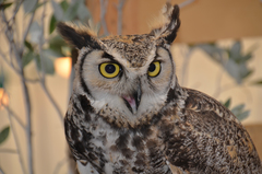 Bubo